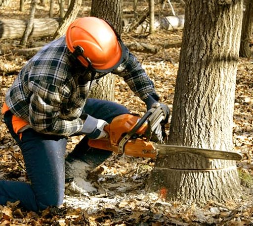 Tree Removal in Leonidas, MI